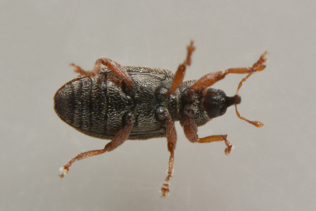 Curculionidae: Ellescus infirmus?  S !